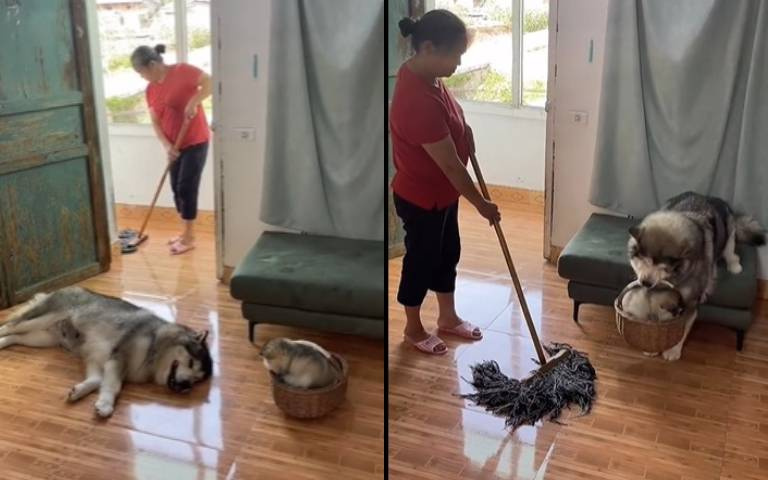 這隻雪橇犬真有禮貌！有人拖地牠秒讓開「還把小孩也拎走」