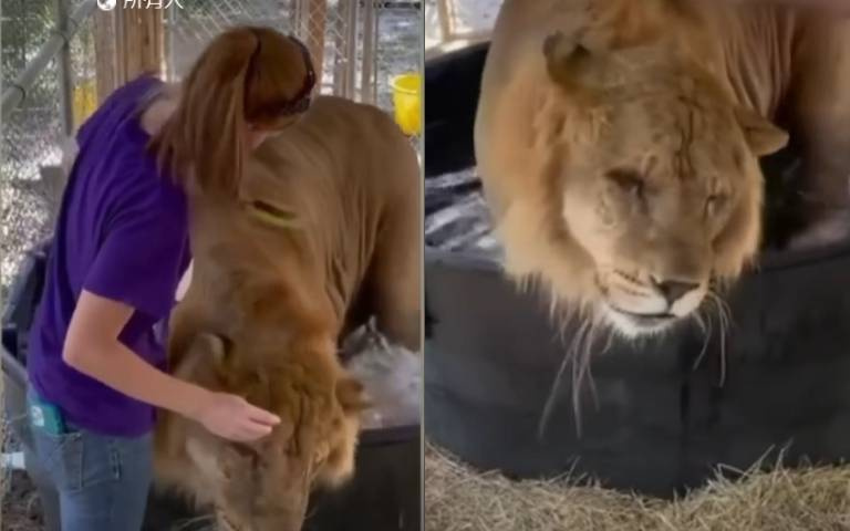 舒服到踢腳腳！大公獅水池中刷毛　搔到癢處反應超逗