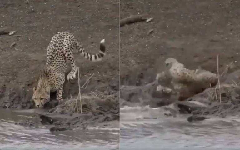 不就喝個水嗎…成年獵豹慘遭鱷魚突襲「拖入水中享用」好殘忍