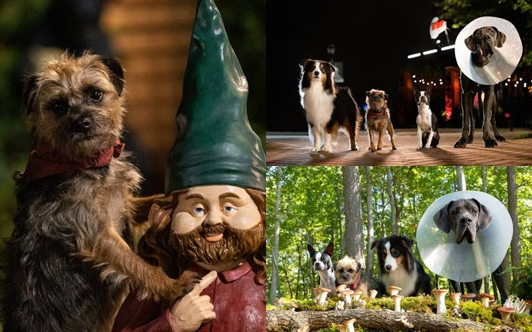 《復仇狗聯盟》全片集結90多隻狗狗，還能看牠們爽飆髒話，騎小矮人？