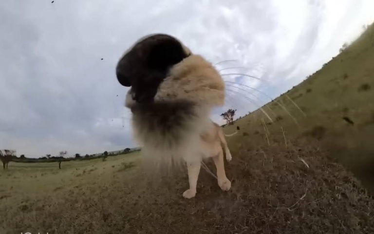 大貓叼起GoPro玩自拍！草原奔跑罕見畫面全捕捉　玩膩後丟了就閃