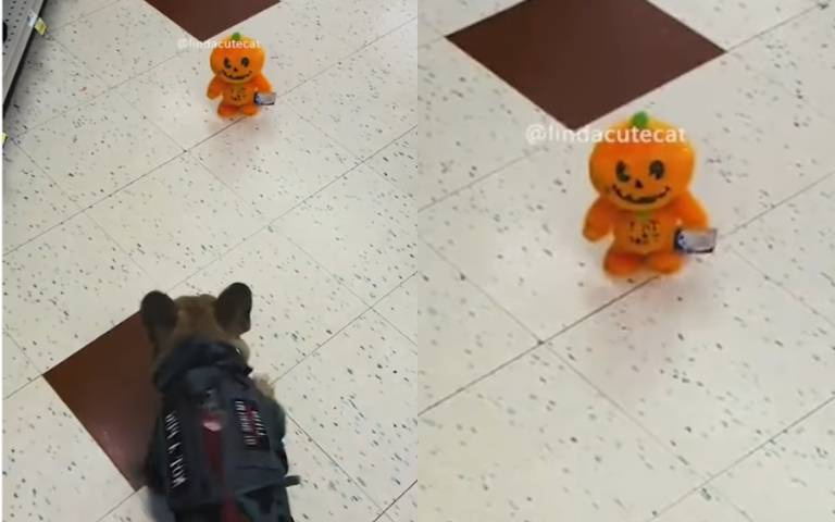 萬聖節都過了還在嚇人家！　狗狗「受驚」影片大會串