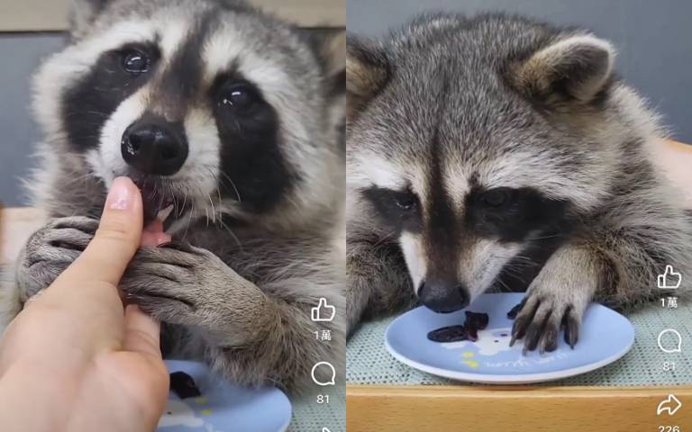吃葡萄會吐葡萄皮　浣熊動作超熟練模樣超萌