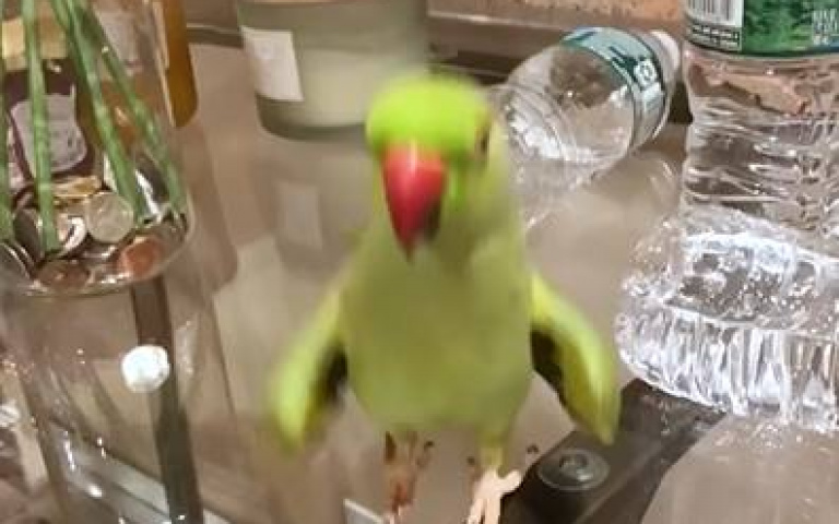 小鸚鵡調皮推水瓶　得逞嘲諷開滿狂跳炫耀