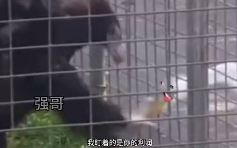 被關在籠裡又怎樣？　老鷹遇到貪吃鶴「一把將牠擒拿」
