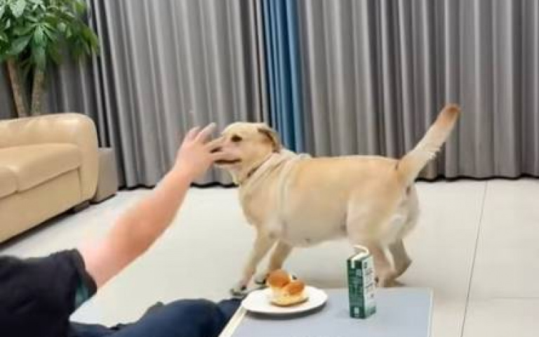 養了一隻心機狗？主人丟飛盤一跌跤　牠馬上衝去叼走麵包