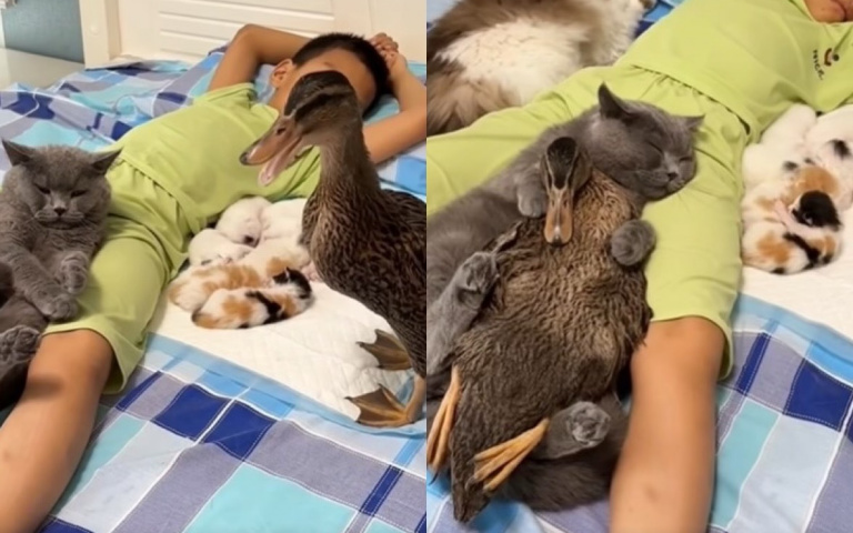 多貓一人排擠一鴨！　牠不停「呱呱呱」最後屈服了