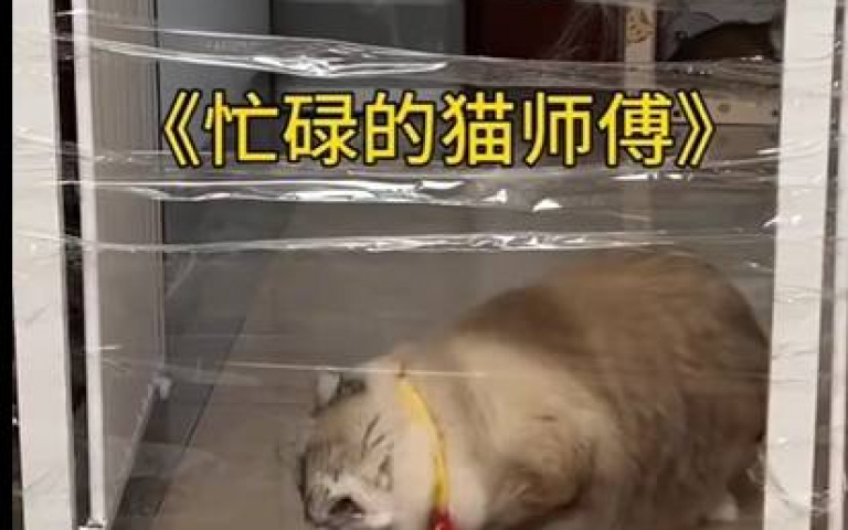 到底是聰明還是笨？　四貓出門，各顯神通