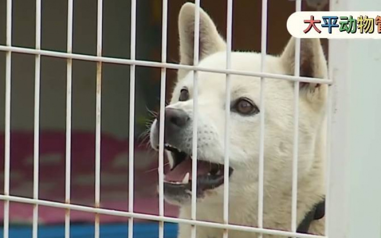 溺愛家犬的下場!搖身一變成史上最壞狗狗 訓犬師現身搞定一切