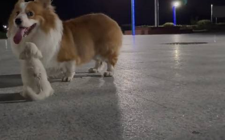 柯基公園散步竟撿到棉花小奶汪　「求包養」眼神太可愛主人當場收編