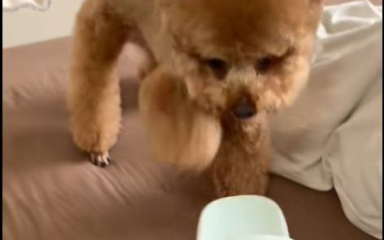 小貴賓被哥哥欺負！　心理不平衡找媽媽…網笑翻：急到快說話了