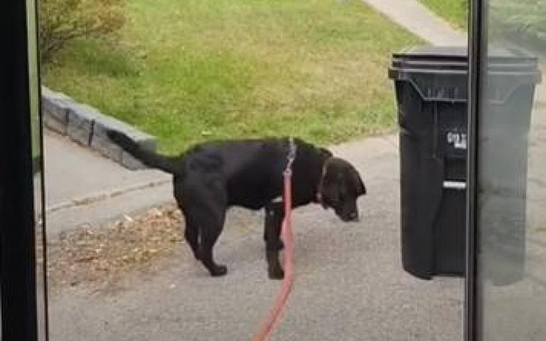 外出放風太快樂！　黑狗兄流連忘返「不想下校車」