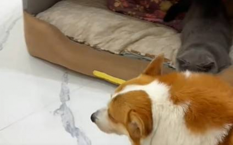 一房一廳被惡貓佔據　胖柯基委屈睡套房…辛酸畫面流出