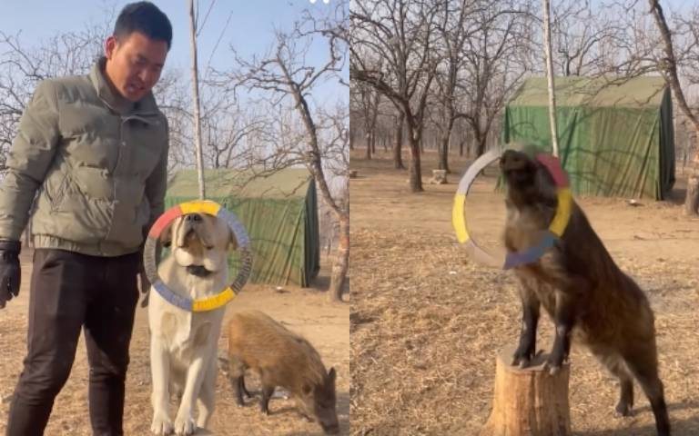 主人讓狗狗學特技！牠愣在一旁　豬表示「讓我示範」超狂影片曝