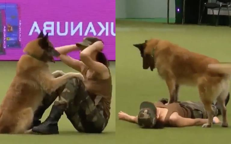 工讀生出來！德牧超高水準表演　熟知急救步驟驚喜網友