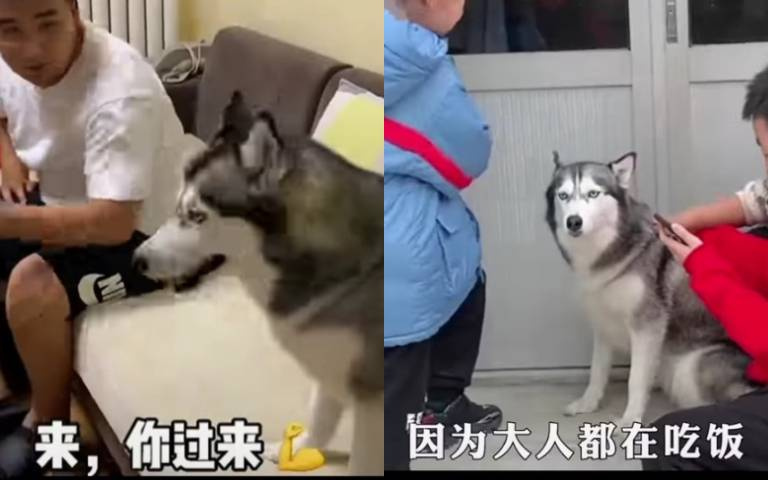最兇二哈！主人處處惹怒牠　冷落加班都被罵