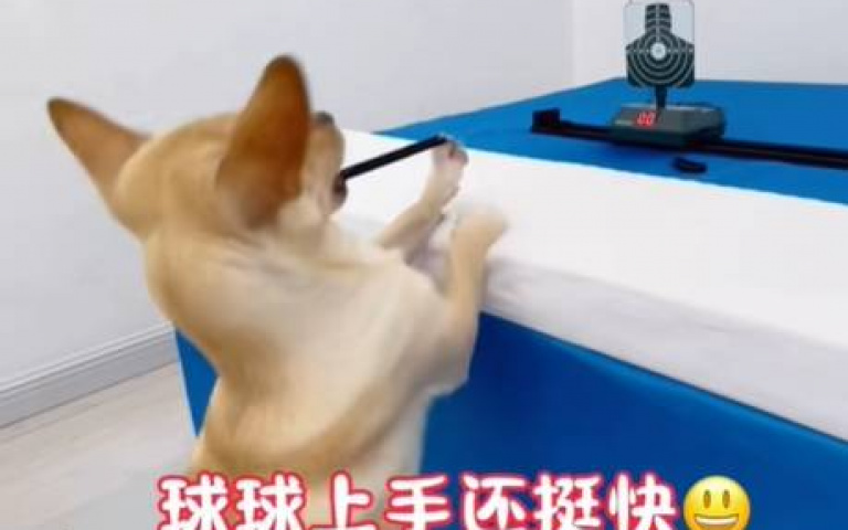 開膛手狗狗! 彈力髮圈連發射向目標「mission completed」