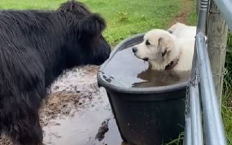 鳩占鵲巢還在那邊兇！　牛想喝水「狗狗作勢威嚇」不讓解渴
