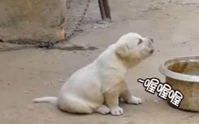 動物混養的後果？　連雞都學會游泳