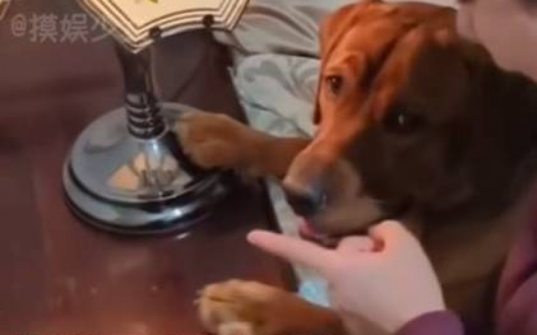 發現新大陸！狗鼻子竟然變成檯燈開關　狗狗手摸那邊就見效