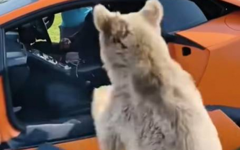 大熊搞事特輯！　一個不小心拆了藍寶堅尼的門