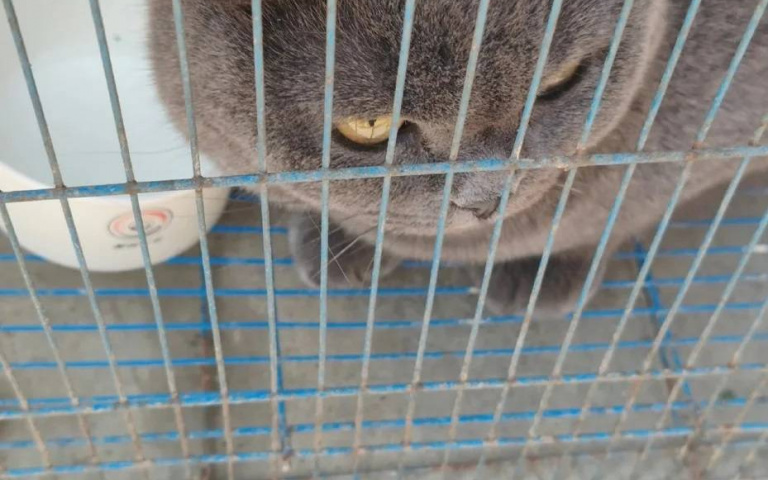 英短離家出走竟吃完好心收容人狂嗑罐頭　男崩潰貼文求主現身：快帶走牠