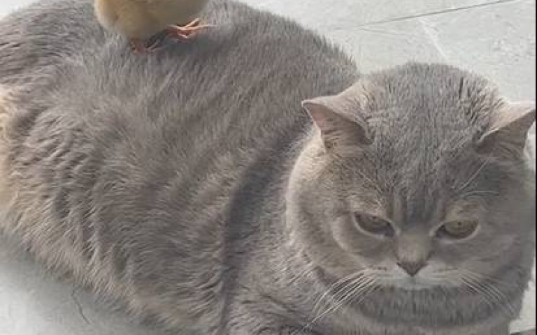 小雞長大變公雞　遇到胖貓「照樣踩背」