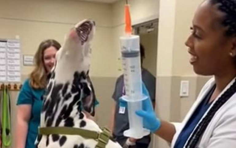 看到巨大針筒！101忠狗嚇瘋了　網友笑：是我我也會逃