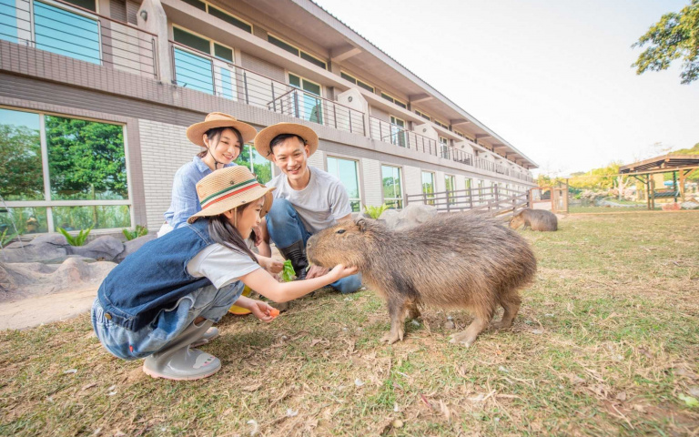 動物森友會真實版!入住福豚主題房、夜宿海生館鯊魚區 近距離觀察牠們的日常