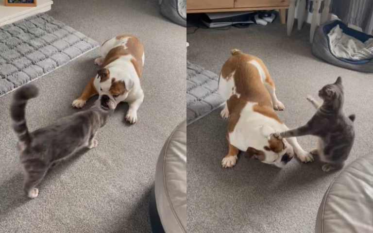 狗被挑起想玩的情緒　牠一動貓秒壓頭：你冷靜！