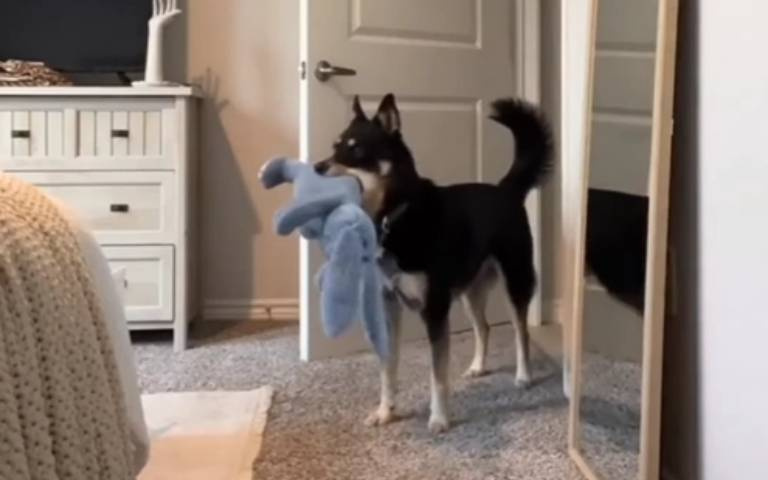 捉弄我好玩嗎！？　撿個東西回來主人就不見…下秒出現牠屁股後面嚇壞了