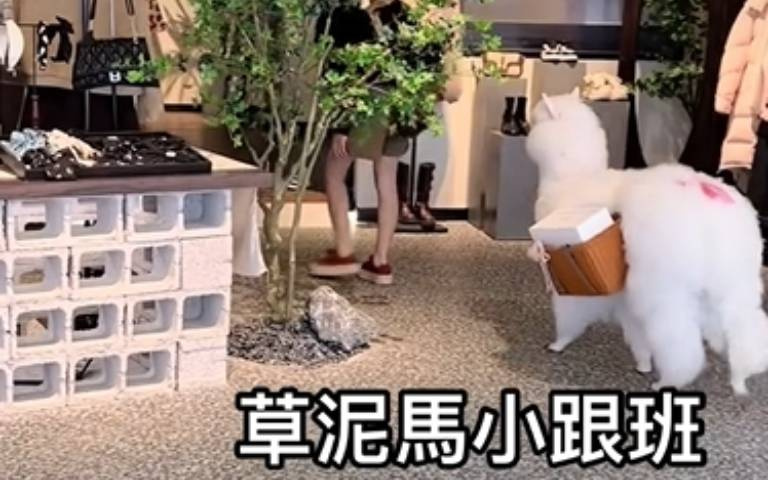把羊駝當駱駝用？　草泥馬進百貨公司當主人的小跟班