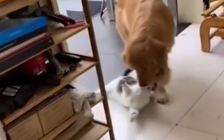 狗咬貓太危險！　牠一路拖行到鏡頭前…真相曝光全網傻眼