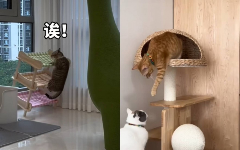 貓咪真的有夠呆萌！　盤點大咪、小咪的社死瞬間