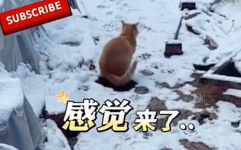 貓咪遇上頂級白目狗 上個廁所竟被二哈踩入屎坑