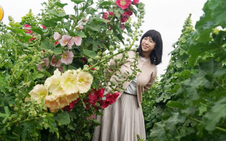 府城花正開2／學甲蜀葵花爭奇鬥豔　將軍木棉花接力報到、拔紅蘿蔔體驗3/29登場