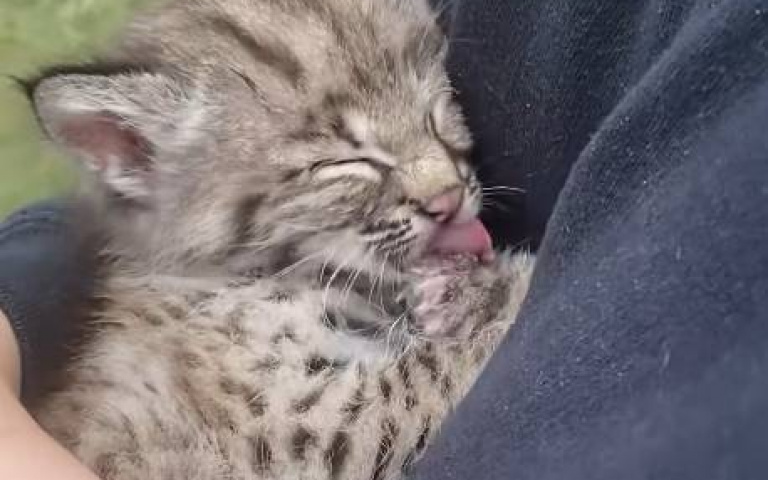 田邊撿來小隻截尾貓　養了一陣子竟然變成大胖喵