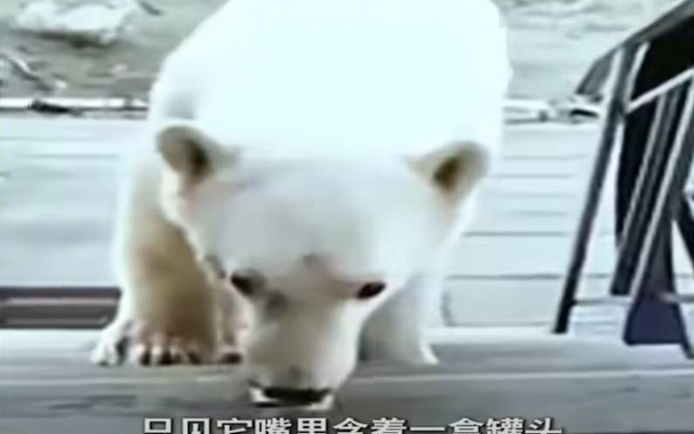 驚悚！北極熊舌頭卡罐頭「血肉模糊」　大叔決定出手了
