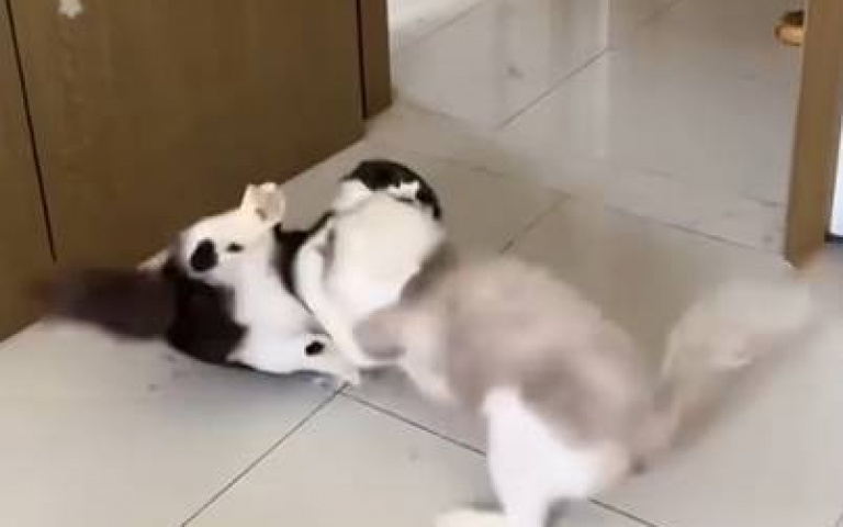 貓咪幹架怎辦？　狗狗們無奈扮演和事佬…這隻狗靠聲音威嚇