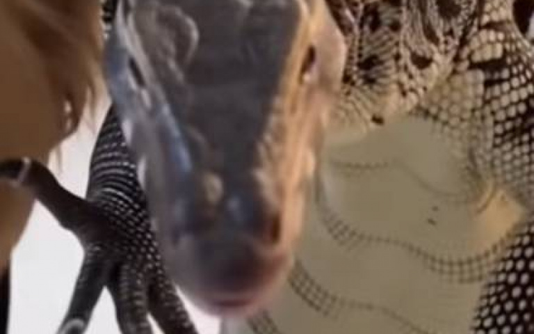 狗狗叼戰利品回家！　一進屋全家都在尖叫