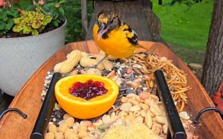 戶外自助餐任食！　女子這樣幹「美麗的鳥」全上門…畫面曝光了