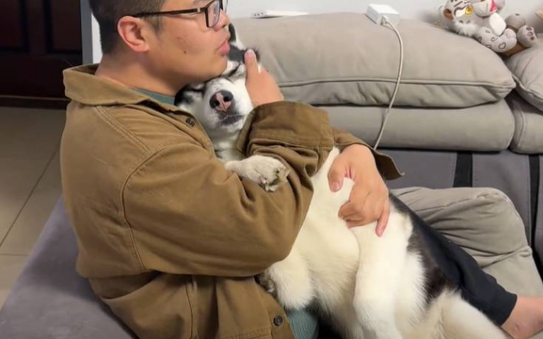 不滿哈士奇老是差別待遇！　女主人趁一家之主不在「教訓牠」