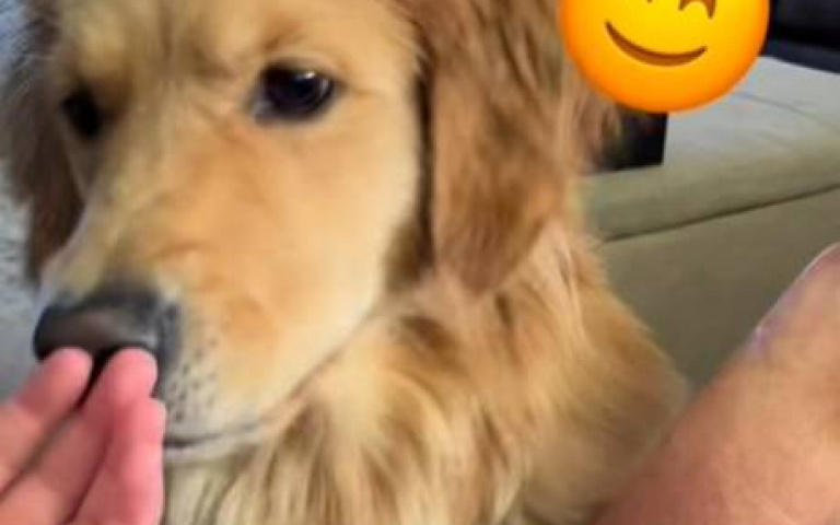 阿金看到爸媽反應大不同　究極惡犬vs天使狗狗