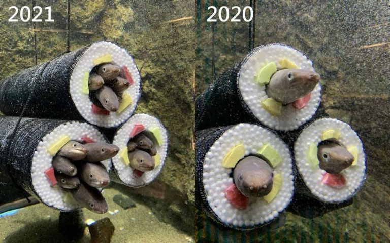 吃過星鰻惠方卷壽司 但你看過在水裡的嗎? 仙台水族館裡就有活生生的星鰻惠方卷呦~