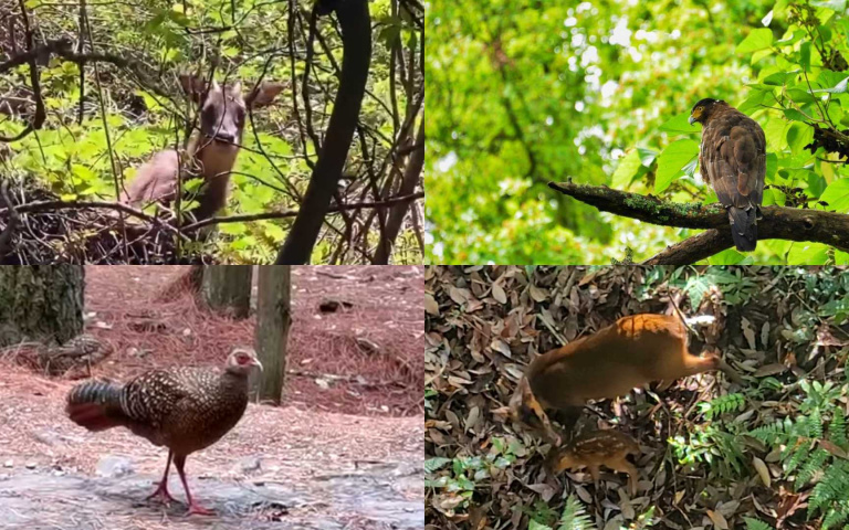 景點沒遊客 超稀有保育類紛紛現身、動物家族出遊