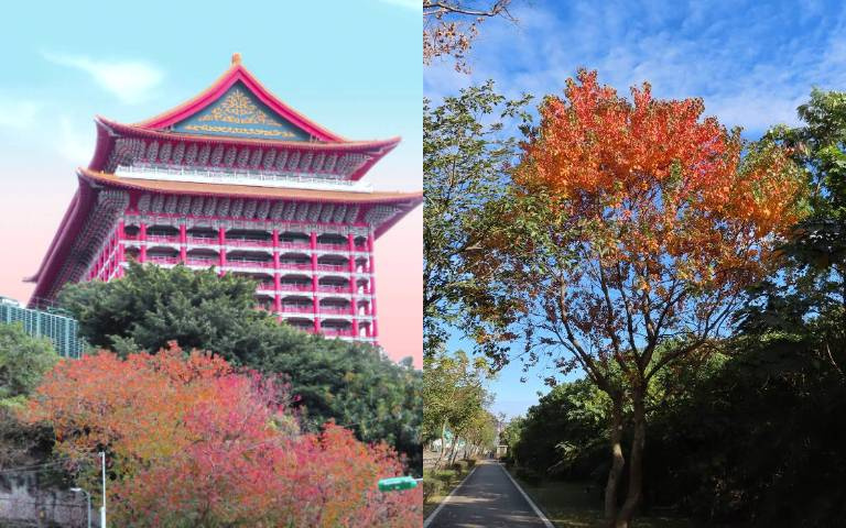 斑斕賽楓紅!「烏桕加持」美景百百種,限時「打卡熱點」快來搶拍!