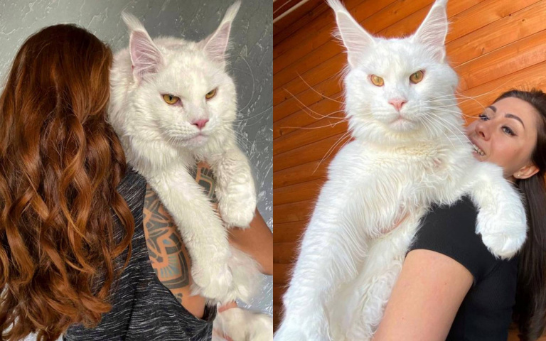 重達12公斤！戰鬥民族不到兩歲的「緬因貓」 有望成為世界最大貓咪？