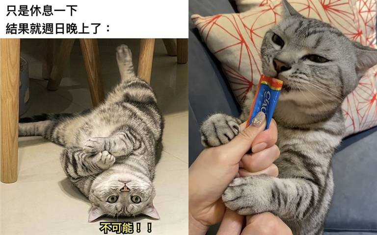貓咪狐獴傻傻分不清楚!爆笑表情,根本是梗圖界的貓王!