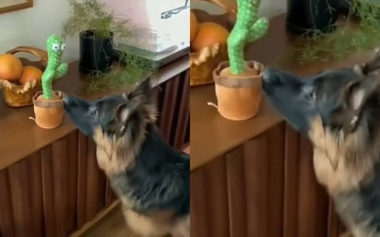 仙人掌怎麼會動…? 德國牧羊犬怒吠下秒嚇到爛