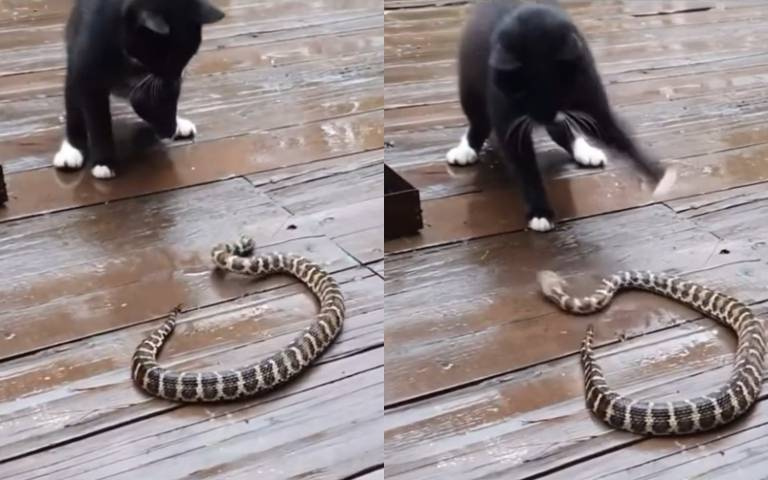 看到響尾蛇沒在怕　貓咪一拳拳地枉死裡打